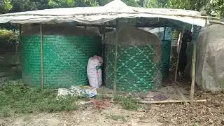 সাইলেজ তৈরি করুন সহজে। আজব এক সাইলেজ প্যাকেট । Silage making