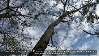 Всё о Пало Санто (Palo Santo) из Перу от Spirit Rituals  за минуту:  Как растёт и добывают.