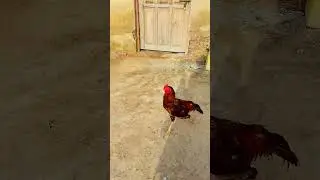 aseel murga high quality aseel rooster 1 subscribe 1 share 1 like