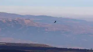 Moncayo. Gavilán. Buitre leonado. Lagartija. Mariposa. Herrerillo. Carbonero. Araña. 4K