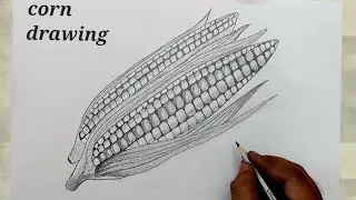 how to draw corn easy l how to draw corn easy step by step