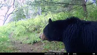 Parry Sound Hillside Trail Camera: Black bear close-up!