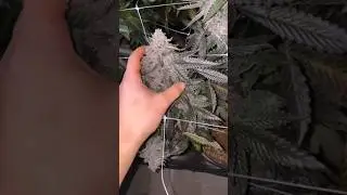 #گل #ماری #gol #gangsta #گلخونه #American #barniz #چت #چتبازی #thc #cbd #ماشروم #قارچ #magic