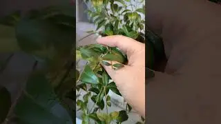 Барвинок зимует дома. Что не так?