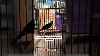 KONIN BLACK SUNBIRD ‼️ KOLIBRI NINJA DADA HITAM FULL NEMBAK