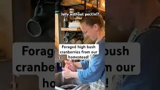 Watch the full video for how to make wild high bush cranberry jelly without pectin below.