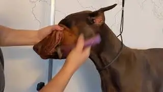 Doberman Grooming