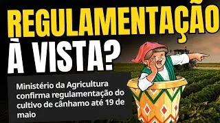 CÂNHAMO vai ser REGULAMENTADO no Brasil até o dia 19 de maio!