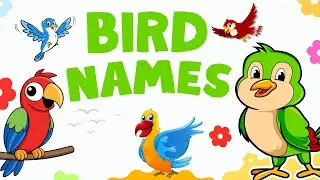 Birds Name | Colorful Birds Names for Kids | Learn Birds with Fun and Colors | Birds Name for Kids