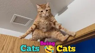 Cats Being Cats 😂