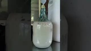 Bunya Nuts Fermenting