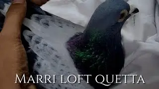 Marri Loft Quetta | Some Beautifull Racing Pigeons | Pets Valley | Pakistan Racing Pigeons