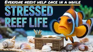 How My Reef Tank Became My Therapy: Behind The Glass and My Personal Struggles