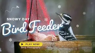 Snowy Bird Feeder Bliss - Enjoy 4K footage of Birds at a Snowy Bird Feeder in Eastern Massachusetts