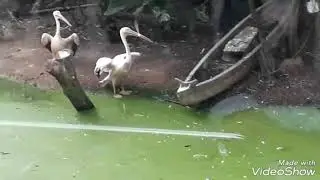 Pelican (Pelecanidae)