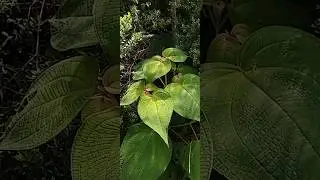Flora y Fauna de Paradero, Rep&uacute;blica Dominicana. 2024. (Clidemia Hirta), cordob&aacute;n peludo de Cuba.