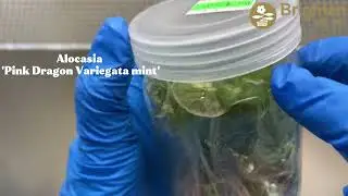 TC plants from our lab! If there&rsquo;s a specific variety you&rsquo;d like to see, let me know in the comment.