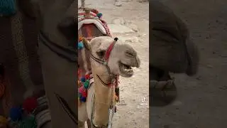 This is &hellip;Egypt #SAMA28 #travel #egypt #africa #holiday