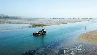 Bodega Bay California, Grey Whales Captured by Drone