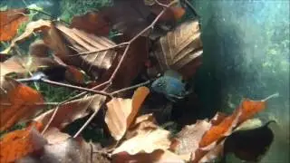 Apistogramma borelli 