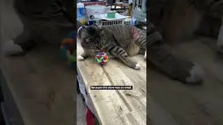 Funny Feline Friendship