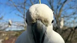 Birds & Co of Australia Membership LAUNCH Live Show Special! 🦜🪽🪶