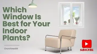 Where to Place Your Plants for PERFECT Light Every Time?