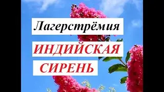 СИРЕНЬ.ЦВЕТЁТ ЛАГЕРСТРЁМИЯ ИНДИЙСКАЯ.Indian lilac blooms.Афула.Израиль.