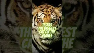 Roaring Fun Facts About Tigers for Kids 🐅📚 #shorts #wildlife