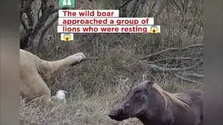 Relaxed, a wild boar approaches a group of lions who are resting.