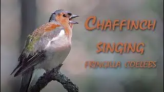 Chaffinch Singing (Fringilla Coelebs)