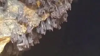 Bat Cave Temple Bali