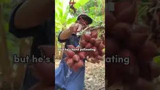 Как вручную опылять тайский змееплодник 🇹🇭