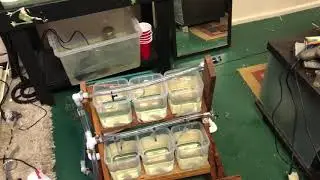 Desktop betta rack drip system