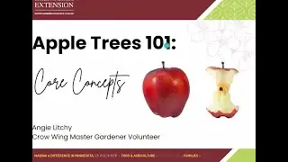 Apple Trees 101: Core Concepts
