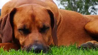 17 Interesting Facts About Rhodesian Ridgebacks 🐕✨
