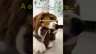 а оказался треш... (читай описание)👇🏻 арт вб: 453153129#микрособачка #кавалер #чистота #щенок