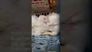 Toronto Chicken Save Vigil