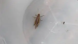 Grasshopper/insect