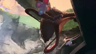 One year old Giant pacific octopus in La Jolla, San Diego&rsquo;s Birch Acquarium💗