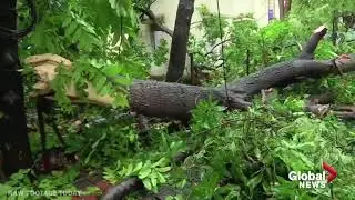 Cyclone Nisarga: Landfall made on India's west coast, tearing roofs and downing trees