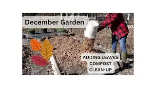 December gardening / Adding shredded leaves to the garden / Making winter compost