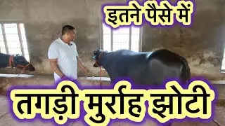 Murrah buffalo for sale | Dairy farming in India | India Farming management |