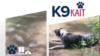 Is your pet at risk from toxic algae?
