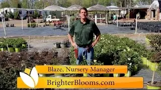 Sunny Knock Out Rose at Brighter Blooms Nursery