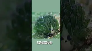 Leaf Sheep | Powered by the Sun!