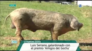 VII Concursu Nacional Gochu Asturcelta en Conexión Asturias TPA