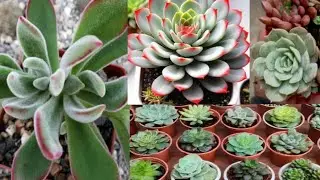 How to grow #succulent fast n healthy/ इस मिट्टी में लगाए जिससे एक भी Succulent न मरे/#care #tips 