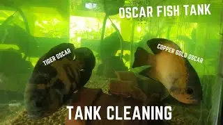 Cleaning my Oscar Fish Tank - tiger and copper gold oscar fish