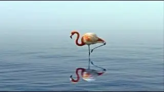 Types of Flamingo facts